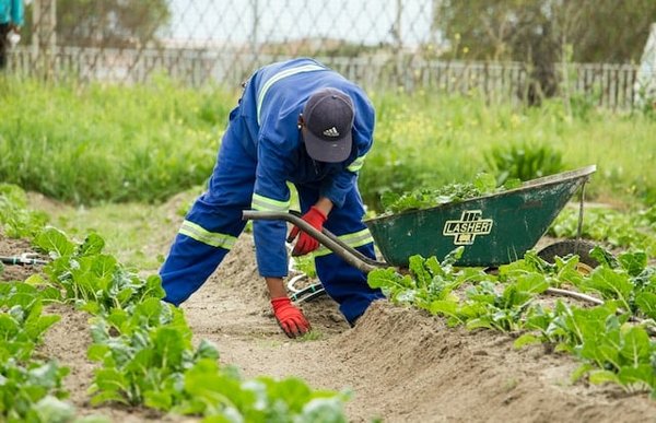 Comment créer un potager bio et productif ?