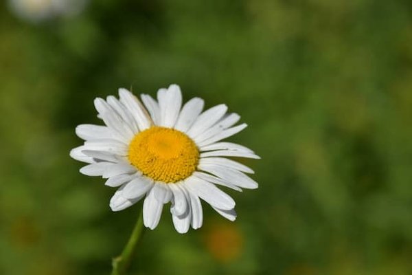 Choisissez les meilleures plantes pour votre région !